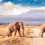 Uñas con efecto safari: diseños inspirados en la fauna y flora africana